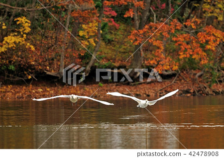 Swan in Oike Fukushima Prefecture 42478908