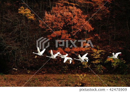 Swan in Oike Fukushima Prefecture Swan in Oike Fukushima Prefecture 42478909