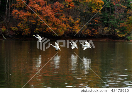 Swan in Oike Fukushima Prefecture 42478910