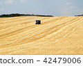 Ripe wheat field and blue sky with clouds 42479006