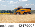 Combine harvester working on a wheat field 42479007