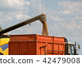 Combine harvester load wheat in the truck 42479008