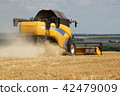 Combine harvester working on a wheat field 42479009