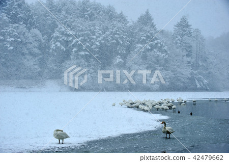 Swan in Oike Fukushima Prefecture 42479662