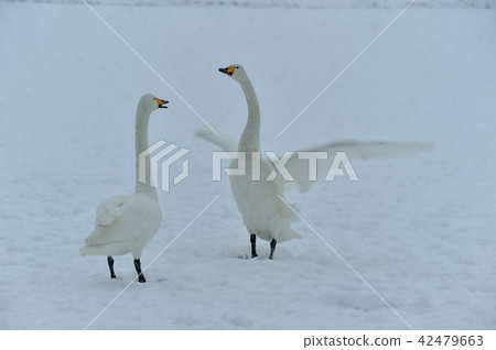 Swan in Oike Fukushima Prefecture 42479663