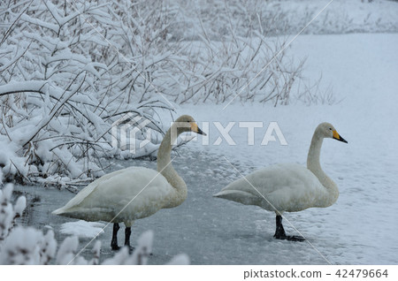 在福島縣大江的天鵝 42479664