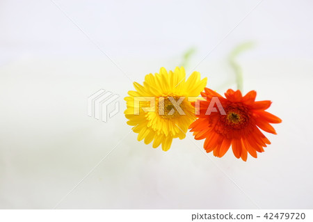 非洲菊花 42479720