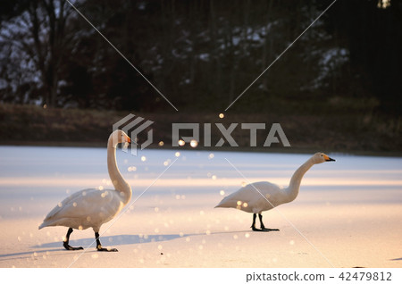 Swan in Oike Fukushima Prefecture 42479812