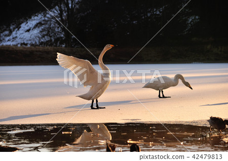 Swan in Oike Fukushima Prefecture 42479813