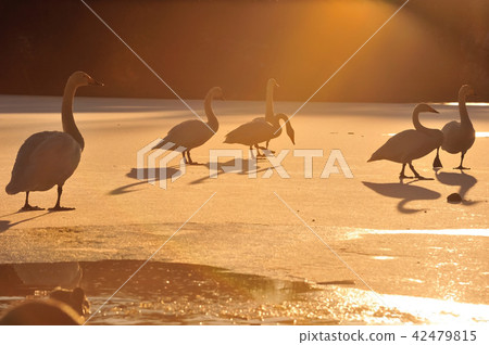 Swan in Oike Fukushima Prefecture 42479815
