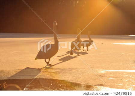 Swan in Oike Fukushima Prefecture 42479816