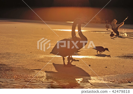 Swan in Oike Fukushima Prefecture 42479818