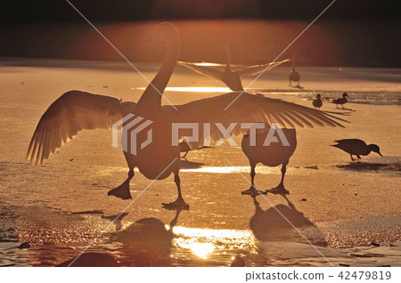 Swan in Oike Fukushima Prefecture 42479819