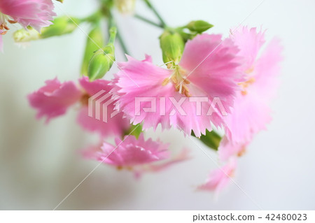 Dianthus flower 42480023