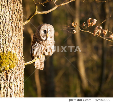 Great grey owl sitting on branch - Strix nebulosa 42480099
