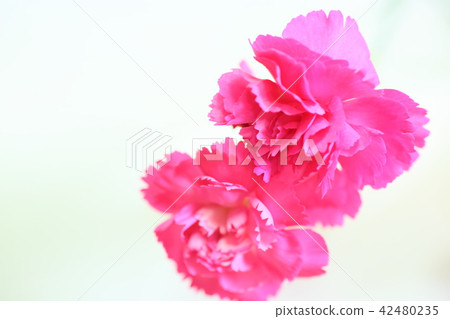 Carnation flower 42480235