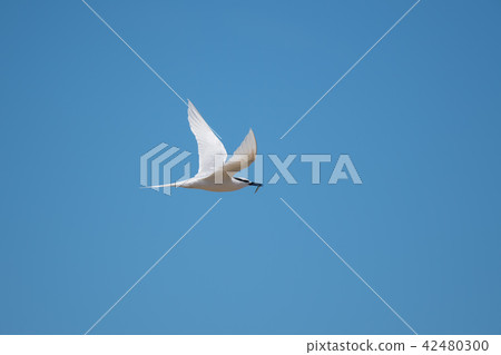 Eriro燕鷗運載食物 42480300