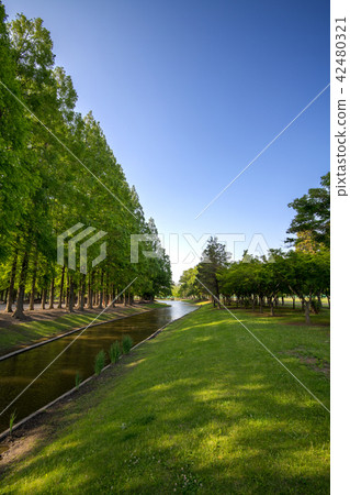 Metasequoia Namiki Green eco image Metasequoia Namiki Green eco image 42480321