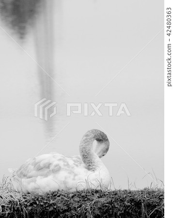 Child swan smile Child swan smile 42480363