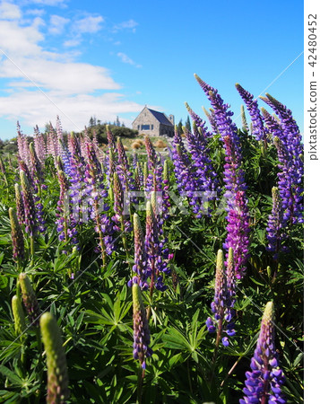 Tekapo Lupinas Tekapo Lupinas 42480452