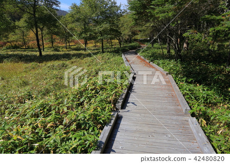 Entrance of tree entrance on the east side of Oohara woodland in autumn Entrance of tree entrance on the east side of Oohara woodland in autumn 42480820