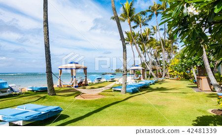 A tropical scene of hammocks and plumeria at Kahala Beach, Hawaii. 42481339