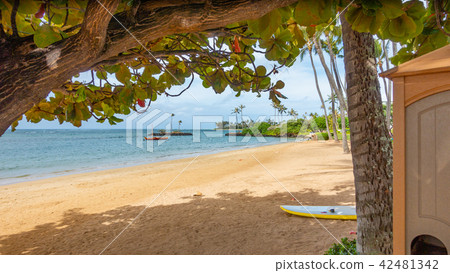 夏威夷卡哈拉海灘的棕櫚樹和衝浪板景色。 42481342