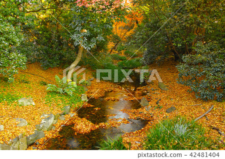 Kyoto in autumn leaves season, Ogawa and autumn leaves Kyoto in autumn leaves season, Ogawa and autumn leaves 42481404