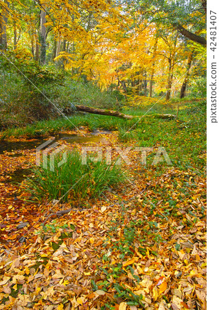 Kyoto in autumn leaves season, Ogawa and autumn leaves 42481407