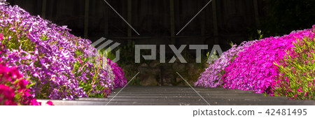 Yamasa Kamaboko“ Shibazakura no Komichi”“ Yoshiba櫻花觀摩會”(兵庫縣姬路市Yamasa Kamaboko工廠)*圖片在註釋區域 Yamasa Kamaboko“ Shibazakura no Komichi”“ Yoshiba櫻花觀摩會”(兵庫縣姬路市Yamasa Kamaboko工廠)*圖片在註釋區域 42481495