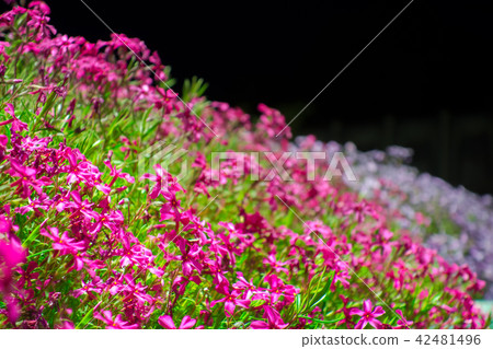 Yamasa Kamaboko "Shibazakura no Komichi" "Yoshiba Cherry Blossom Viewing Party" (Yamasa Kamaboko Factory, Himeji City, Hyogo Prefecture) *Photo location in comment section 42481496