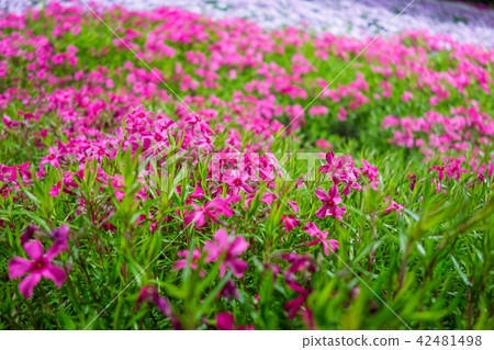 Yamasa Kamaboko "Shibazakura no Komichi" "Yoshiba Cherry Blossom Viewing Party" (Yamasa Kamaboko Factory, Himeji City, Hyogo Prefecture) *Photo location in comment section 42481498