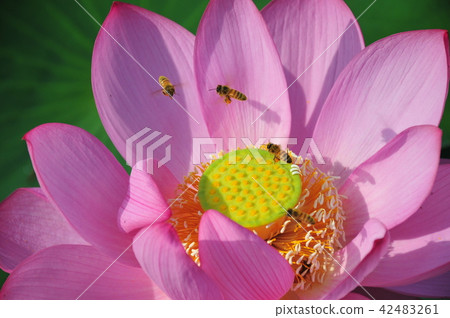 Working honey bee's workplace Honeybee and ancient lotus Working honey bee's workplace Honeybee and ancient lotus 42483261