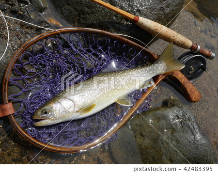 Iwana抓住了飛蠅釣 42483395