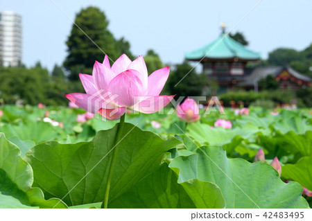 Shinobazu池塘和Shinobazu Bento蓮花 42483495