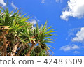 Blue Sky and Adan Fruit 42483509