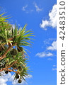 Blue Sky and Adan Fruit 42483510