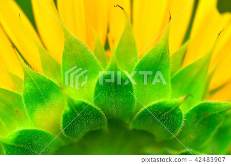 Sunflower Hiratsuka sunflower blooming in the open space of Ikoi Sunflower Hiratsuka sunflower blooming in the open space of Ikoi 42483907