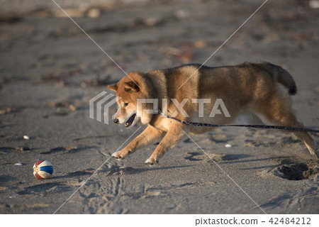 Cute Shiba Inu playing ball at sunset sandy beach Cute Shiba Inu playing ball at sunset sandy beach 42484212
