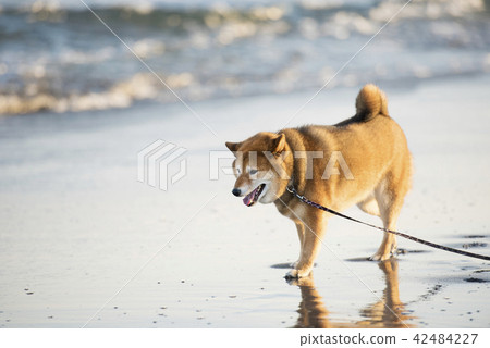 Sea of sunset and cute Shiba Inu Sea of sunset and cute Shiba Inu 42484227