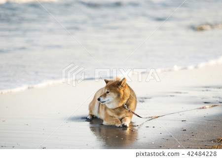 Sea of sunset and cute Shiba Inu 42484228