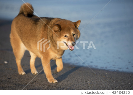 Sea Of Sunset And Cute Shiba Inu Stock Photo 42484230