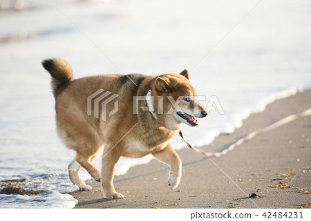 Sea of sunset and cute Shiba Inu Sea of sunset and cute Shiba Inu 42484231