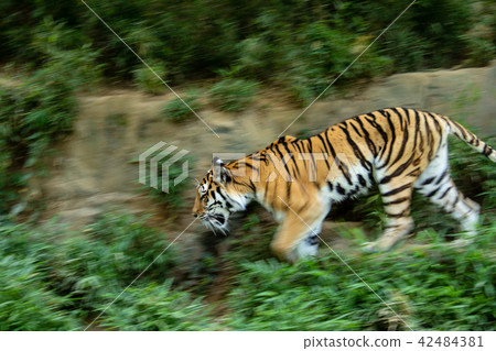 Tama Animal Park, Tiger, Amur Tiger Tama Animal Park, Tiger, Amur Tiger 42484381