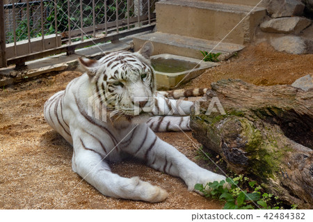 Tobu Animal Park, White Tiger Tobu Animal Park, White Tiger 42484382