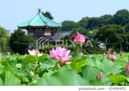 Lotus flower of Shinobazu Pond and Shinobazu Bento 42484401