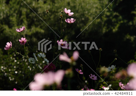 鳥取走遍季節秋天的宇宙 42484911