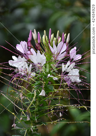 Creosé flowers in the rain 42484929
