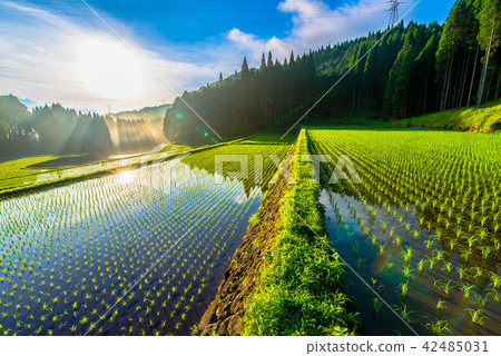 Asahi light up the rice terrace 42485031