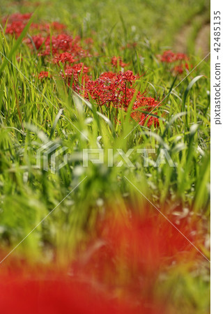 Tottori four seasons walk autumn cluster amaryllis 42485135